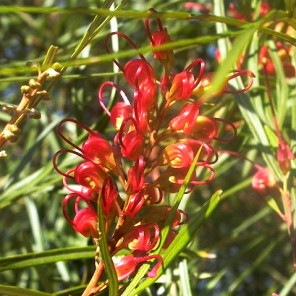 Firesprite Grevillea - Grevillea 'Firesprite'