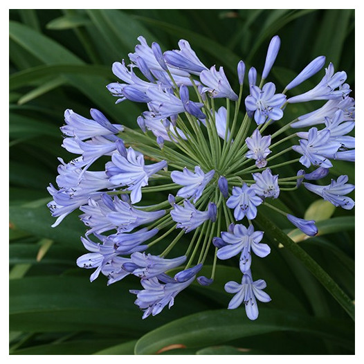 Lily of the Nile  - Agapanthus Orientalis
