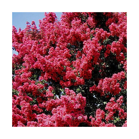Tuscarora Crape Myrtle - Standard Trunk - Lagerstroemia Tuscarora