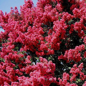 Tuscarora Crape Myrtle - Standard Trunk - Lagerstroemia Tuscarora