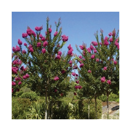 Tuscarora Crape Myrtle - Standard Trunk - Lagerstroemia Tuscarora