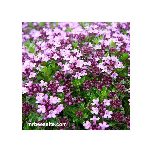 Creeping Thyme  - Thymus serpyllum