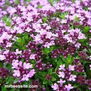 Creeping Thyme - Thymus serpyllum