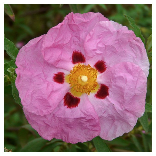 Purple Rock Rose  - Cistus x Purpureus