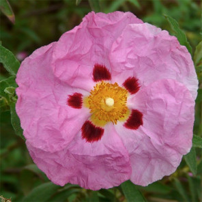 Purple Rock Rose - Cistus x Purpureus