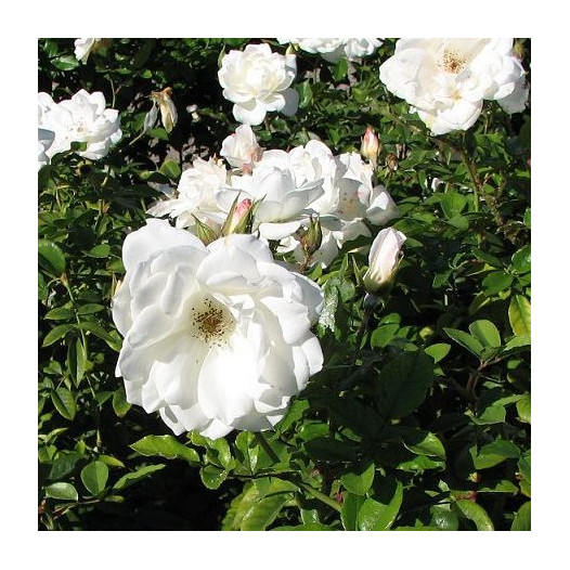 White Iceberg Rose - Bush Form  - Rosa Iceberg