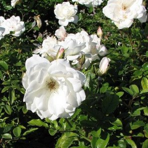 White Iceberg Rose - Bush Form - Rosa Iceberg