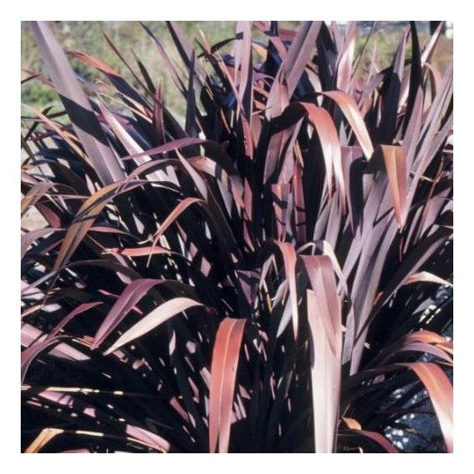 New Zealand Flax  - Phormium Bronze