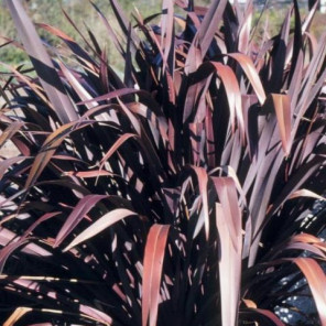 New Zealand Flax - Phormium Bronze