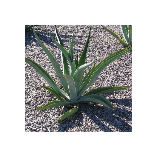 Octapus Agave  - Agave vilmoriniana