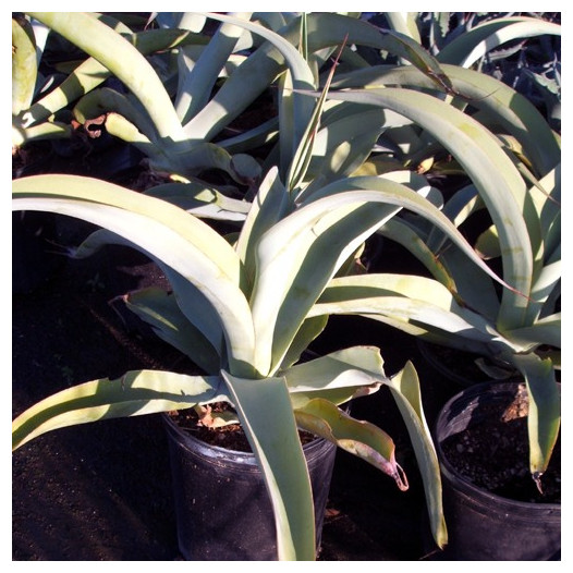 Octapus Agave  - Agave vilmoriniana