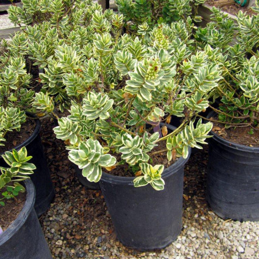 Variegated Hebe  - Hebe variegata