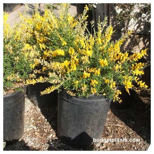 Sweet Broom  - Genista racemosa