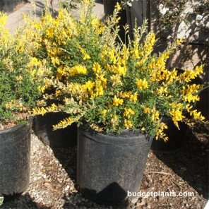 Sweet Broom - Genista racemosa