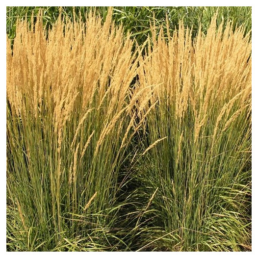 Feather Reed Grass  - Calamagrostis x Acutiflora 'Karl Foerster'