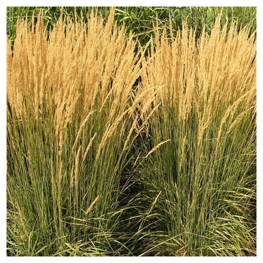 Feather Reed Grass - Calamagrostis x Acutiflora 'Karl Foerster'