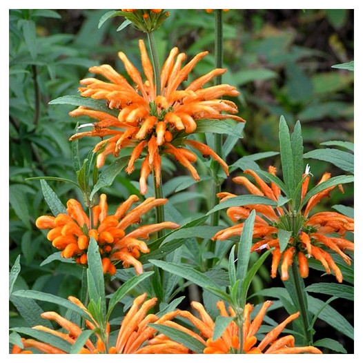 Lion's Tail  - leonotis leonurus