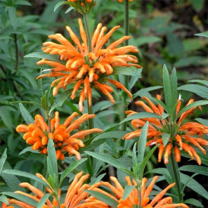 Lion's Tail - leonotis leonurus