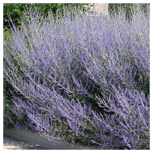 Russian Sage  - Perovskia Atriplicifolia 'Blue Spirs'