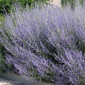 Russian Sage - Perovskia Atriplicifolia 'Blue Spirs'