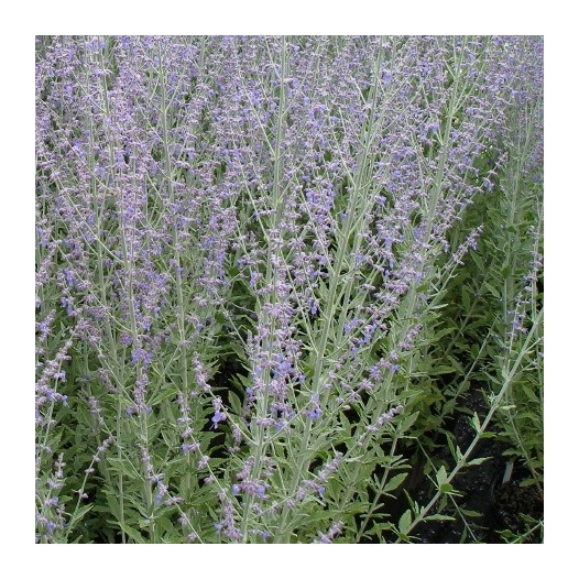 Russian Sage  - Perovskia Atriplicifolia 'Blue Spirs'