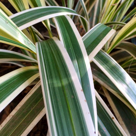 Variegated Flax Lily  - Dianella tasmanica 'Variegata'