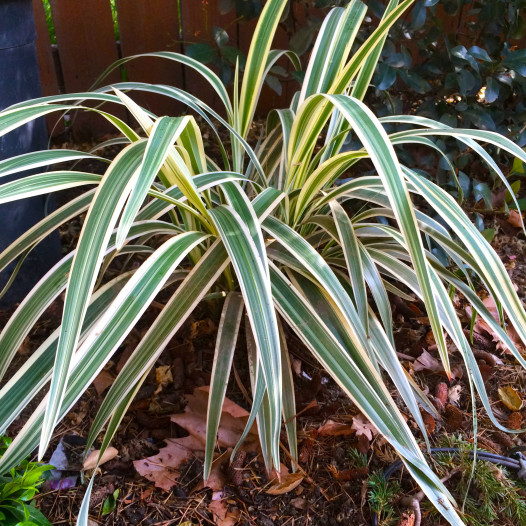 Variegated Flax Lily - Dianella tasmanica 'Variegata'
