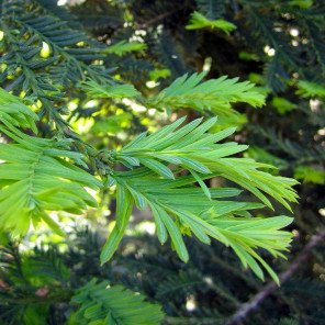 Coast Redwood - Sequoia sempervirens