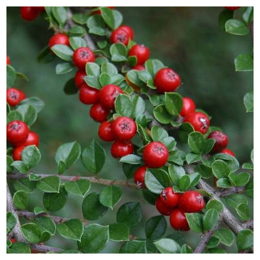 Rock Cotoneaster  - Cotoneaster horizontalis perpusillus