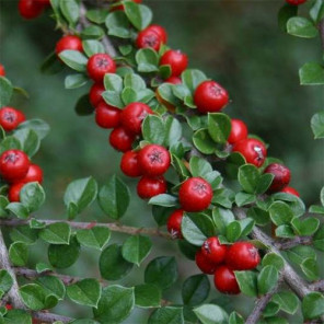 Rock Cotoneaster - Cotoneaster horizontalis perpusillus