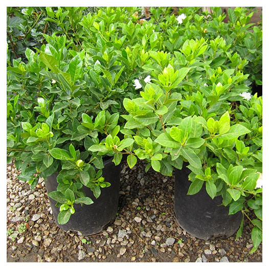 Everblooming Gardenia - Gardenia jasminoides Veitchii