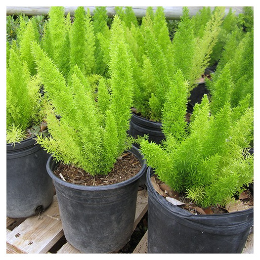 Myers Fern (Fox Tail Fern) - Asparagus densiflorus Myers