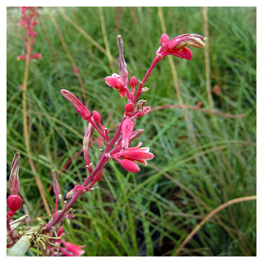 Red Yucca  - Hesperaloe parviflora