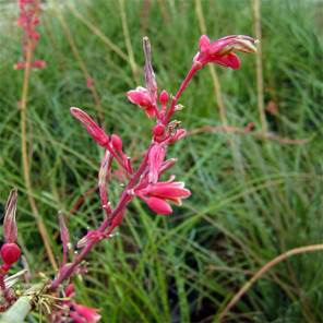 Red Yucca - Hesperaloe parviflora