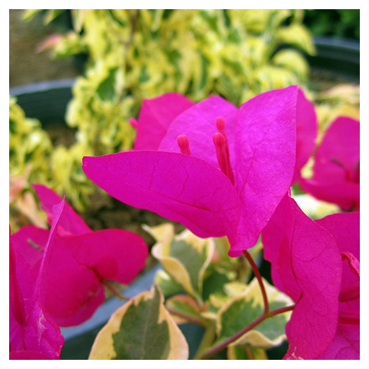 Raspberry Ice Bougainvillea  - Bougainvillea 'Raspberry Ice'