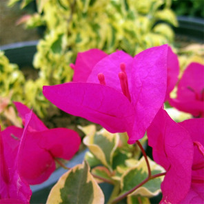 Raspberry Ice Bougainvillea - Bougainvillea 'Raspberry Ice'