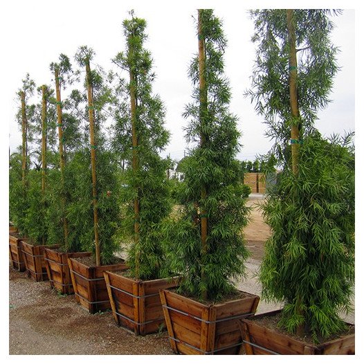 Fern Pine - Podocarpus Gracilior