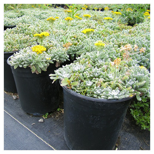 Woolly Yarrow  - Achillea tomentosa