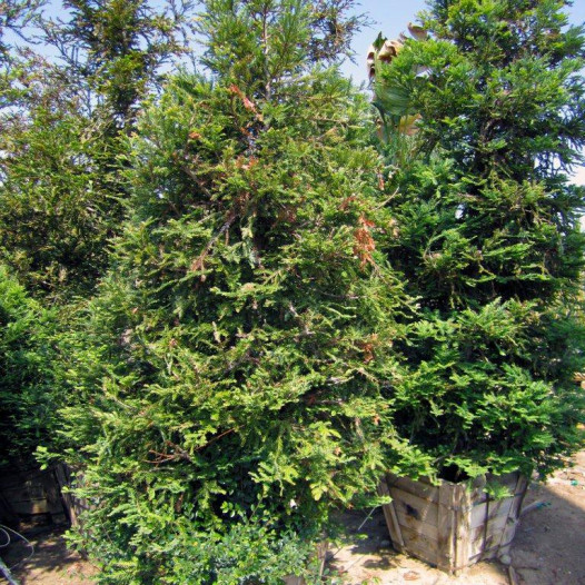 Coast Redwood - Sequoia sempervirens
