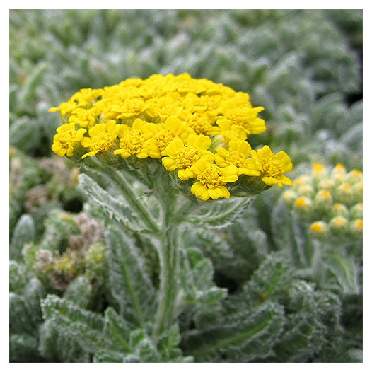 Woolly Yarrow  - Achillea tomentosa