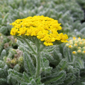 Woolly Yarrow - Achillea tomentosa