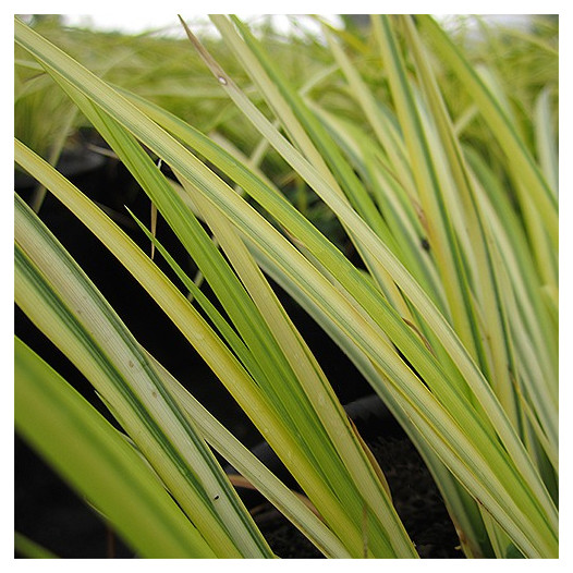 Japanese Sweet Flag - Acorus gramineus 'Ogon'