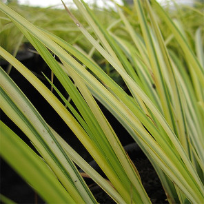 Japanese Sweet Flag - Acorus gramineus 'Ogon'