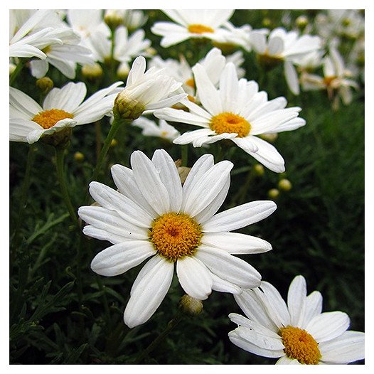 Marguerite Daisy - Argyranthemum frutescens 'Elsa White'