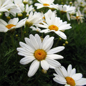 Marguerite Daisy - Argyranthemum frutescens 'Elsa White'