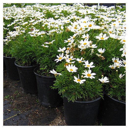 Marguerite Daisy  - Argyranthemum frutescens 'Elsa White'