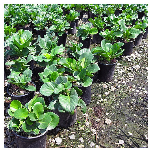 Winter Blooming Bergenia  - Bergenia crassifolia