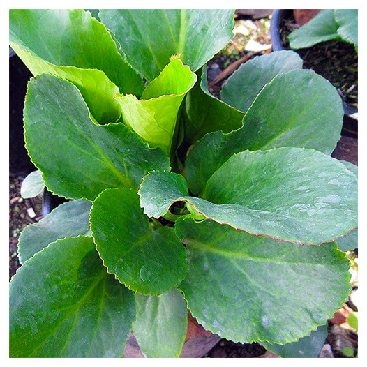 Winter Blooming Bergenia  - Bergenia crassifolia