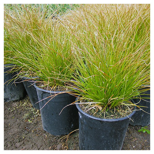 Orange Sedge  - Carex testacea