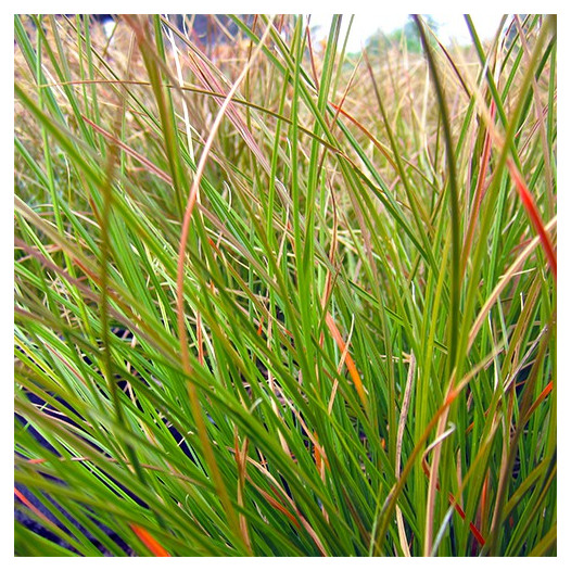 Orange Sedge  - Carex testacea